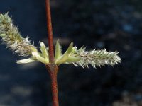 Salix breviserrata 3, Saxifraga-Marijke Verhagen